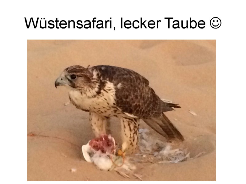 Wüstensafari, lecker Taube 